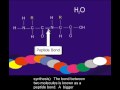 Proteins and amino acids