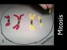 Mitosis and Meiosis Simulation