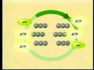 Calvin Cycle